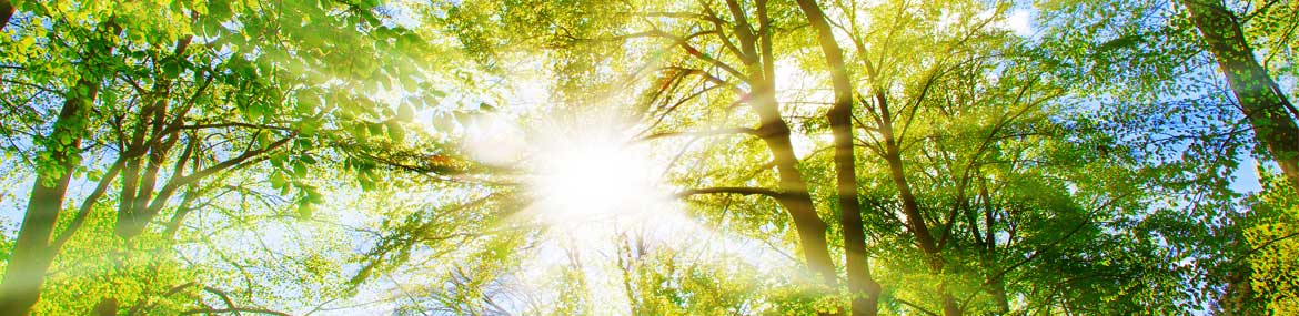 Foto: Mit Sonnenstrahlen durchfluteter Wald